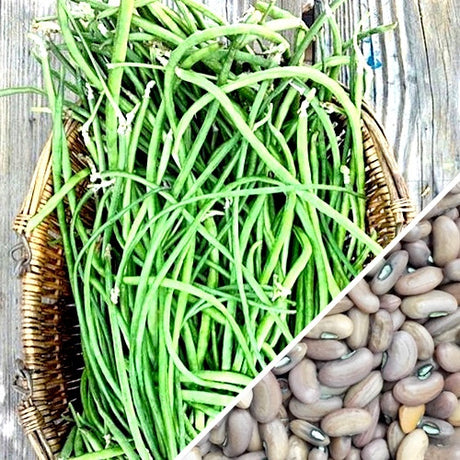 Bean, Pole - Asparagus Yard-Long - SeedsNow.com