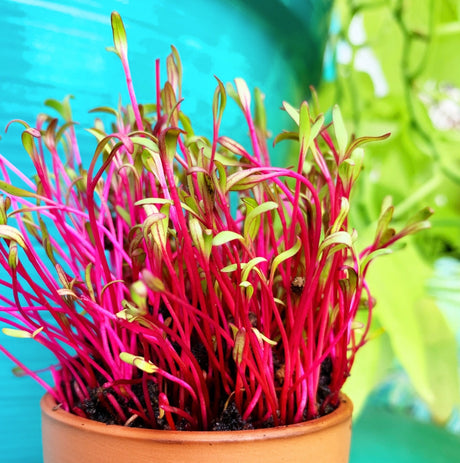 Sprouts/Microgreens - Beet, Dark Red - SeedsNow.com