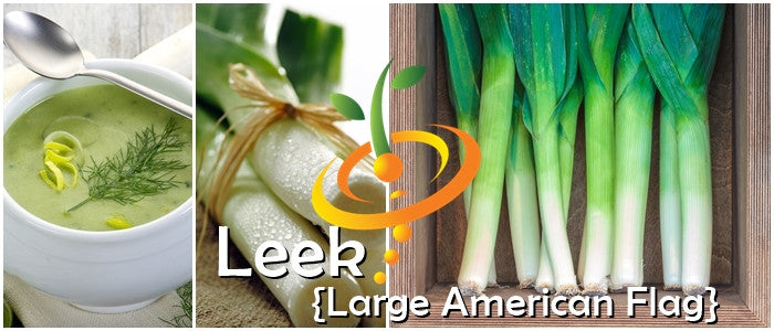 Leek - Large American Flag.