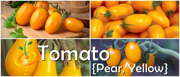 Tomato - Pear, Yellow [INDETERMINATE].