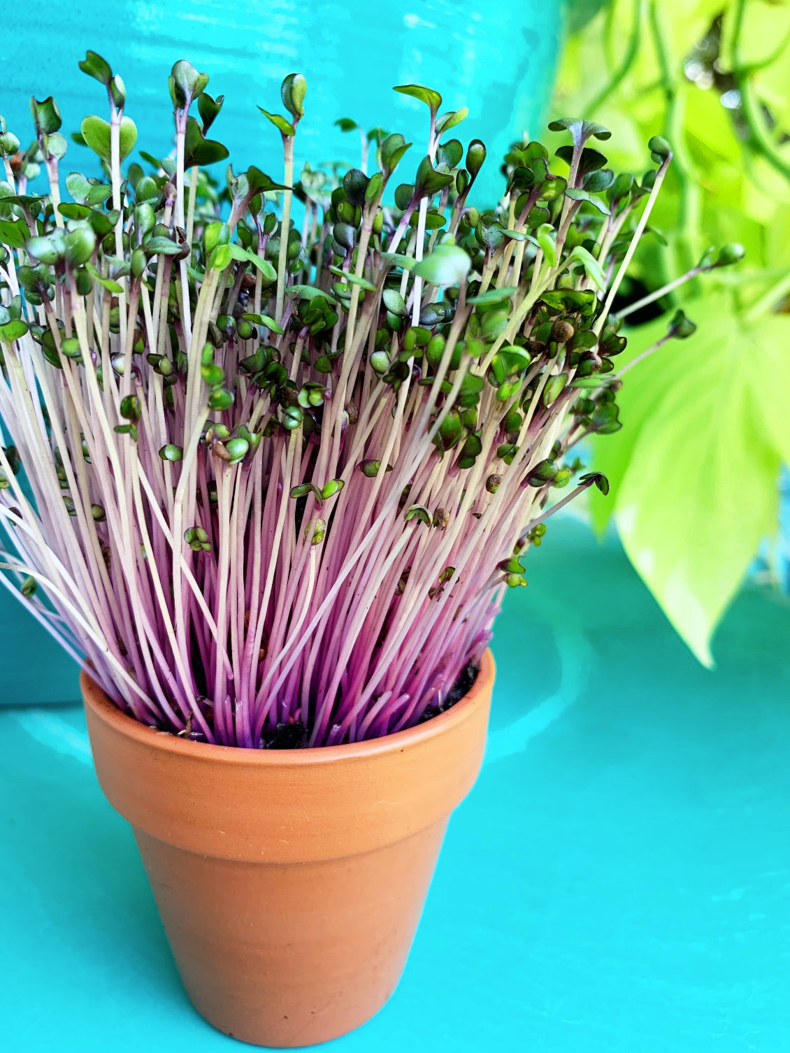 Sprouts/Microgreens - Cabbage, Red Acre - SeedsNow.com