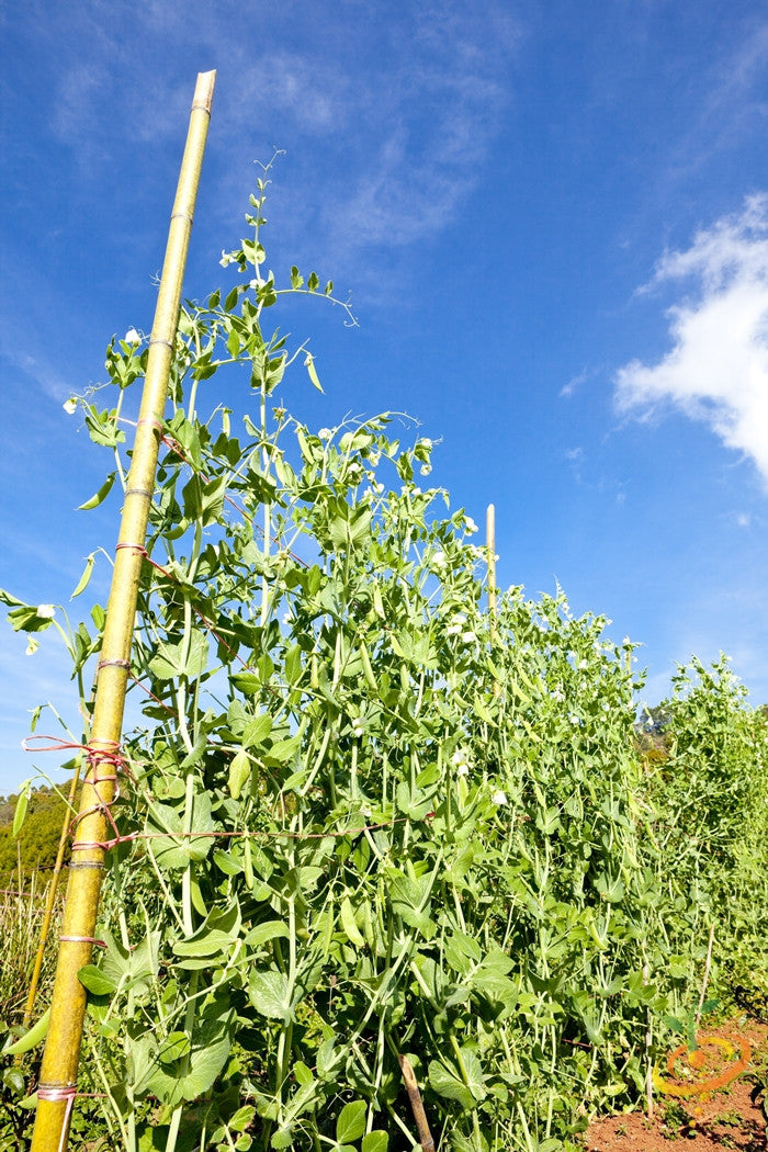 Bean, Runner/Pole - White Emergo - SeedsNow.com