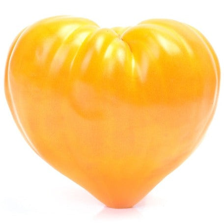 Tomato - Oxheart, Yellow (Indeterminate) - SeedsNow.com