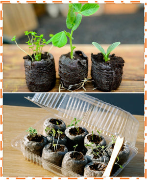 Free all-in-one seed starter kit with soil, containers, and seeds for planting indoors or outdoors.